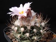 Thumbnail of 1615_Turbinicarpus lauii_20130425(1).JPG